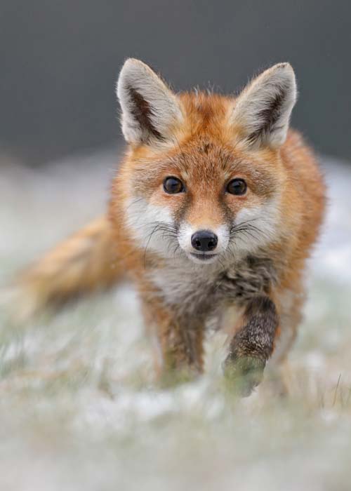 Aufmerksam schauender Fuchs Aufmerksam schauender Fuchs