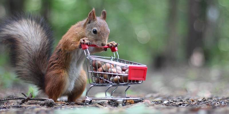 Eichhörnchen mit Einkaufwagen voller Nüsse