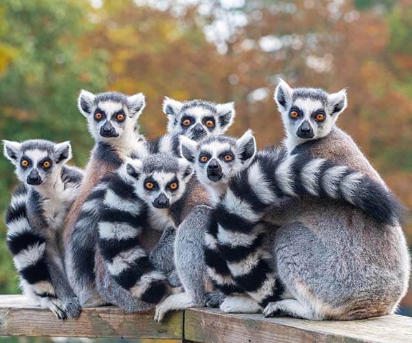 sitzende Lemurenfamilie