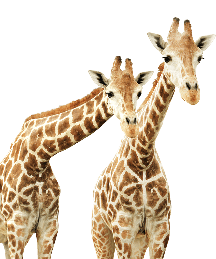 zwei neugierige Giraffen