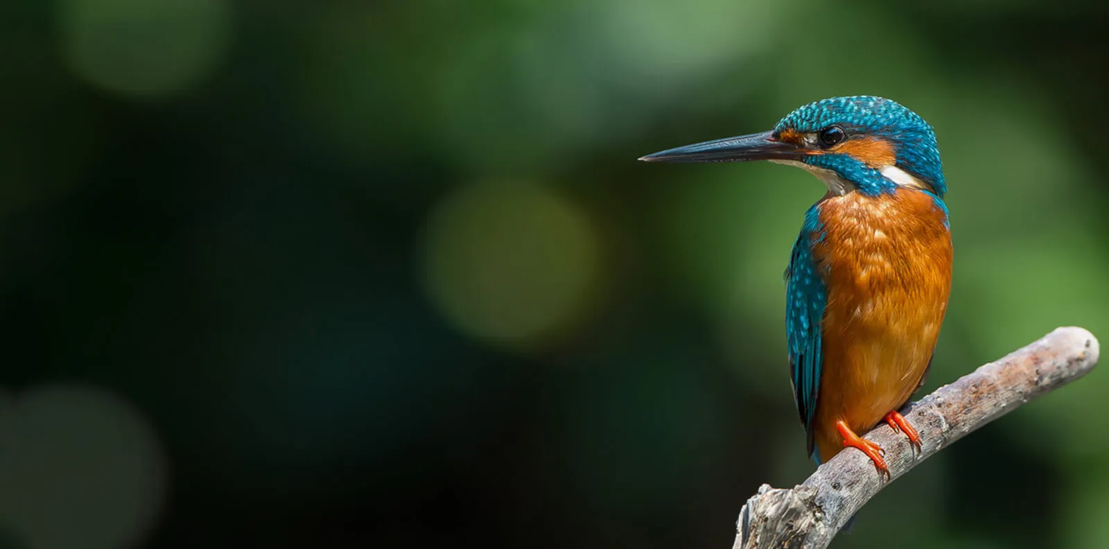 Immer gut Aussehen - überall! Modernes Webdesign