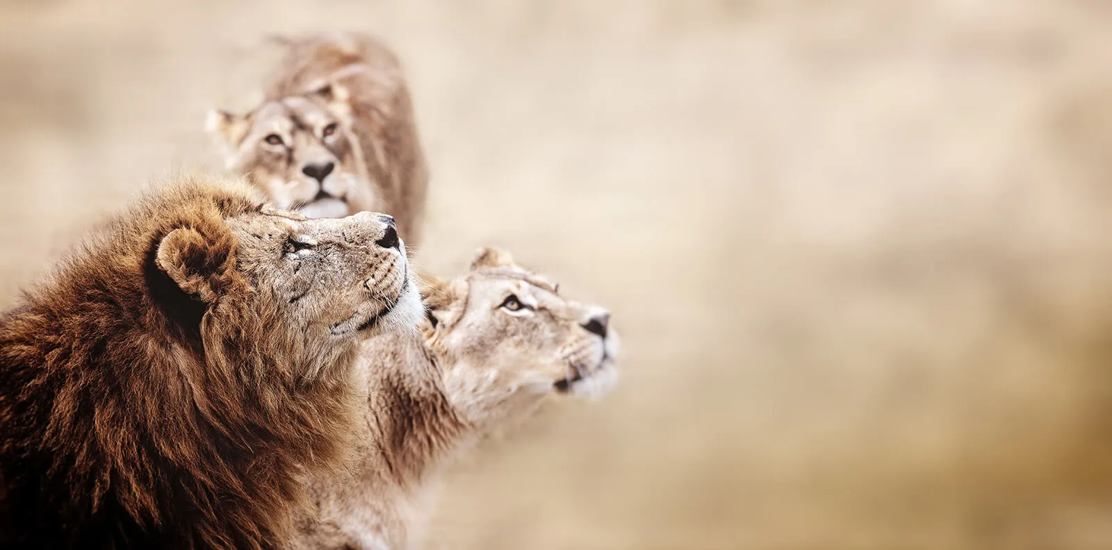Starke Markenzeichnung - Unternehmenscharakter formen