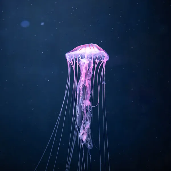 Illustratives Bild der Website "Webdesign Mannheim" welches eine pinke Qualle zeigt, die im tiefen Ozean schwimmt