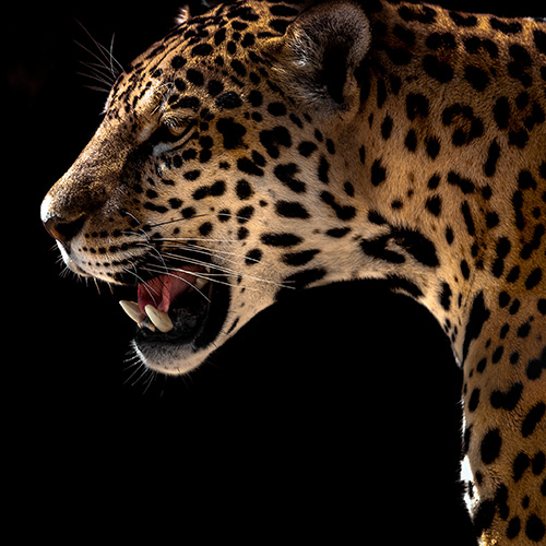 Nahaufnahme eines gefleckten Jaguars, der in die Ferne schaut, vor einem schwarzen Hintergrund