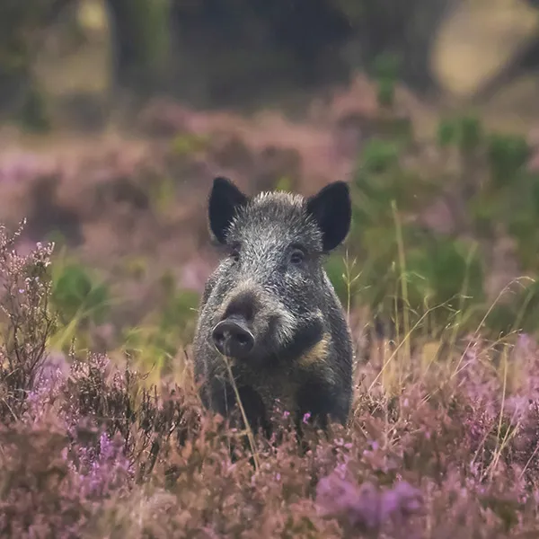 Wildschwein in Blumenwiese