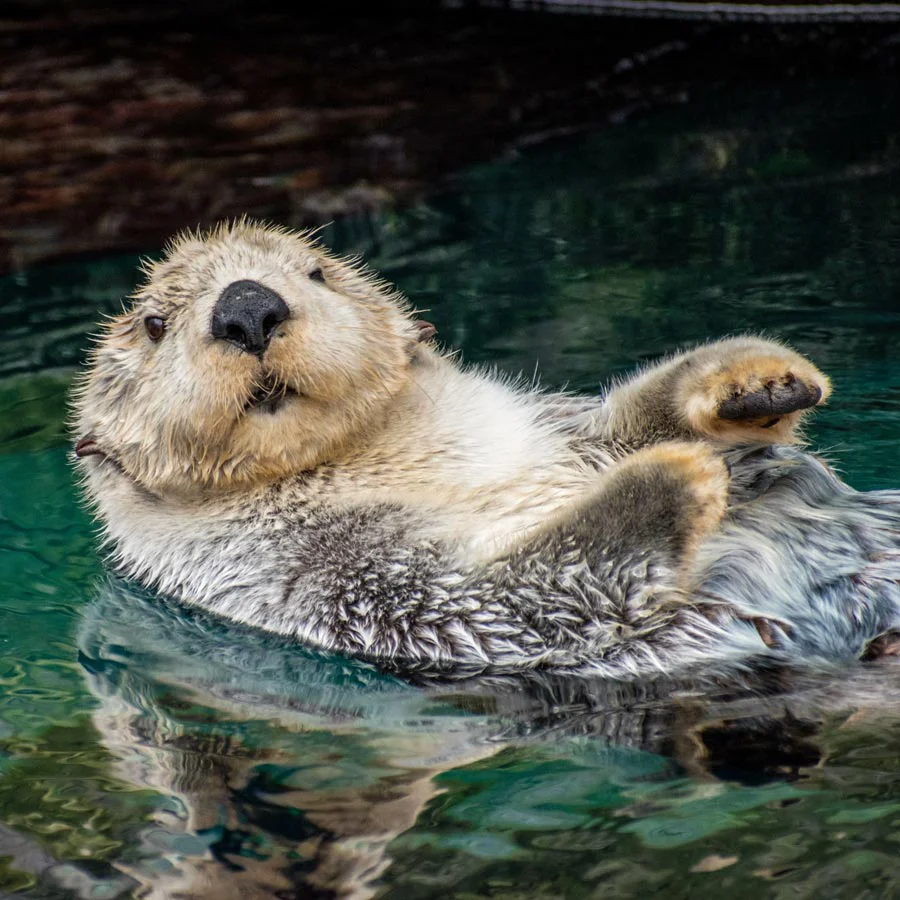 Ein Otter im Wasser auf dem Rücken schwimmend