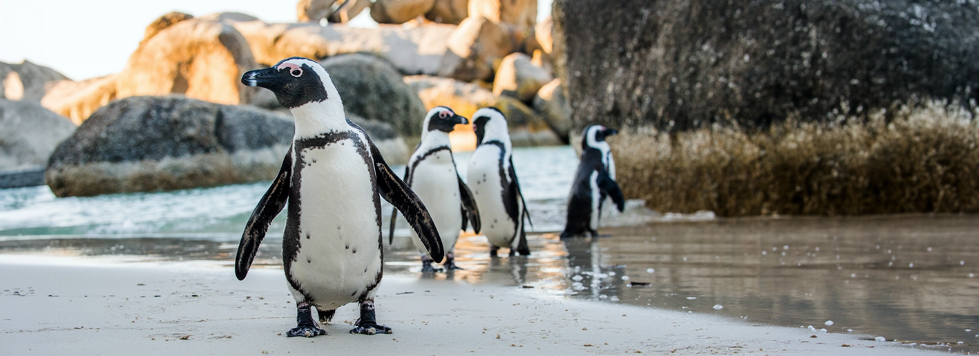 Immer gut aussehen - überall | Modernes Webdesign & Prinmedien